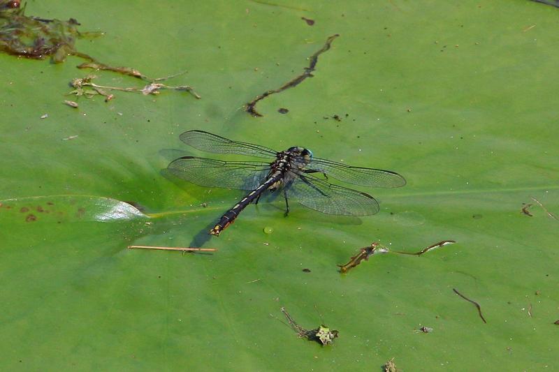 Photo of Lilypad Clubtail