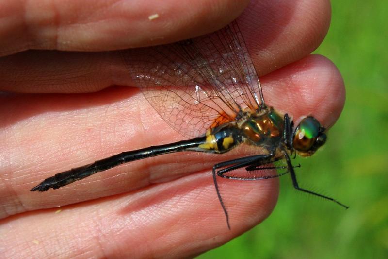 Photo of Racket-tailed Emerald