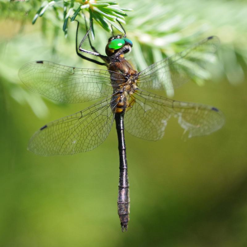 Photo of Racket-tailed Emerald