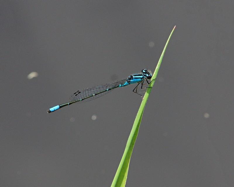 Photo of Skimming Bluet