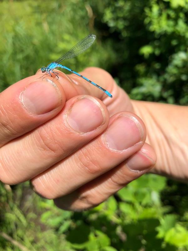 Photo of Familiar Bluet