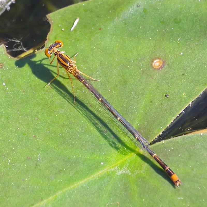 Photo of Orange Bluet