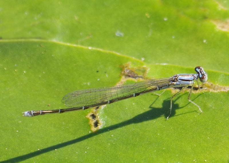 Photo of Orange Bluet