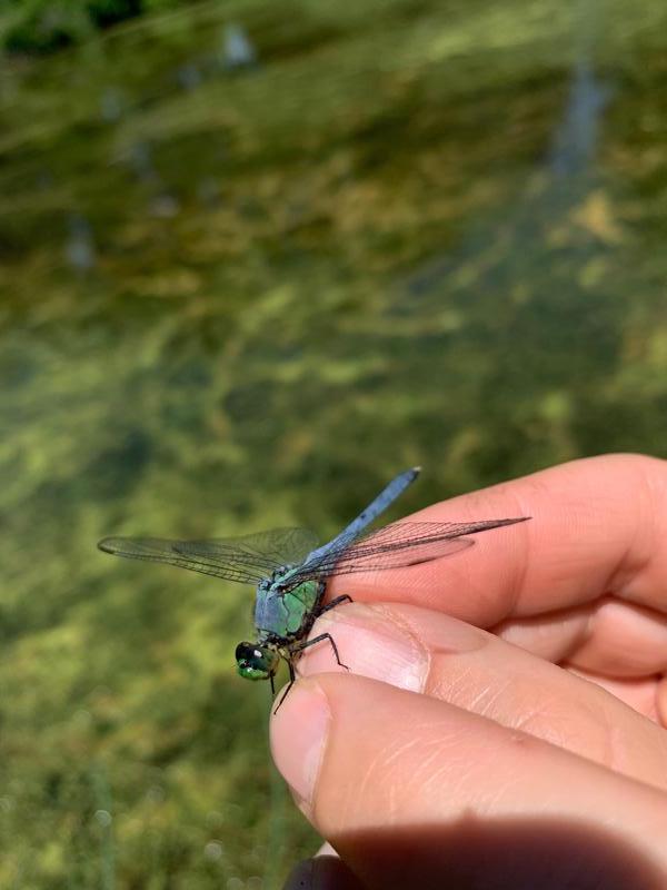 Photo of Eastern Pondhawk