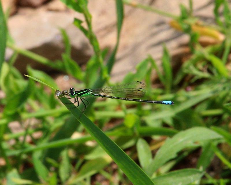 Photo of Eastern Forktail