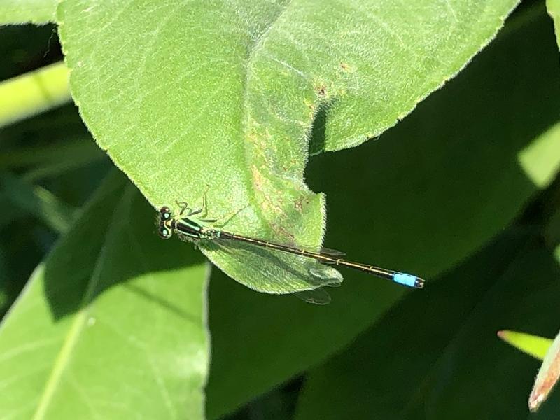 Photo of Eastern Forktail