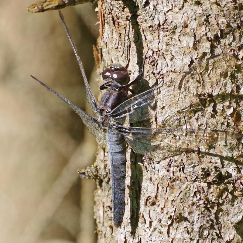 Photo of Chalk-fronted Corporal