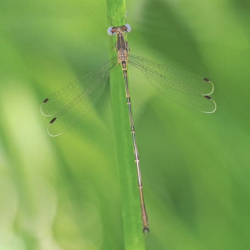 Photo of Slender Spreadwing