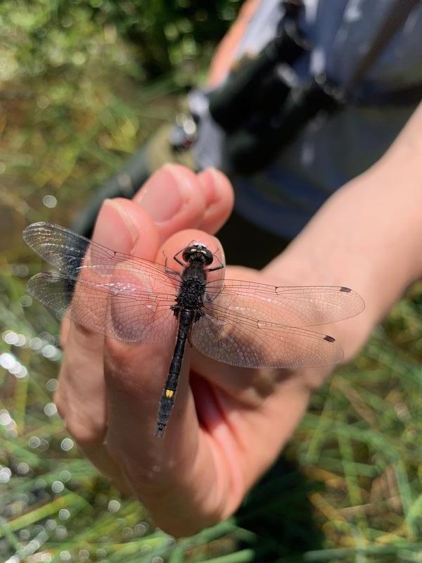 Photo of Dot-tailed Whiteface