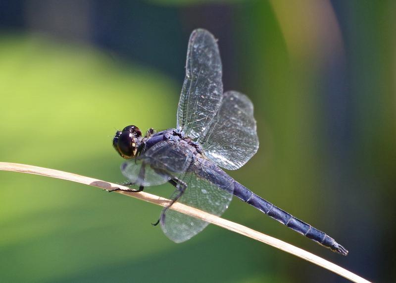 Photo of Slaty Skimmer