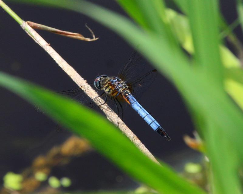 Photo of Blue Dasher
