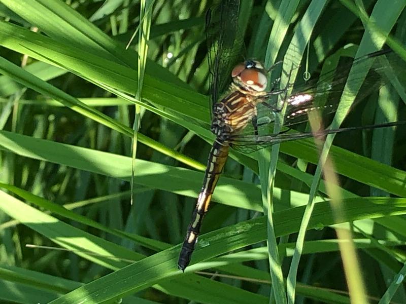 Photo of Blue Dasher