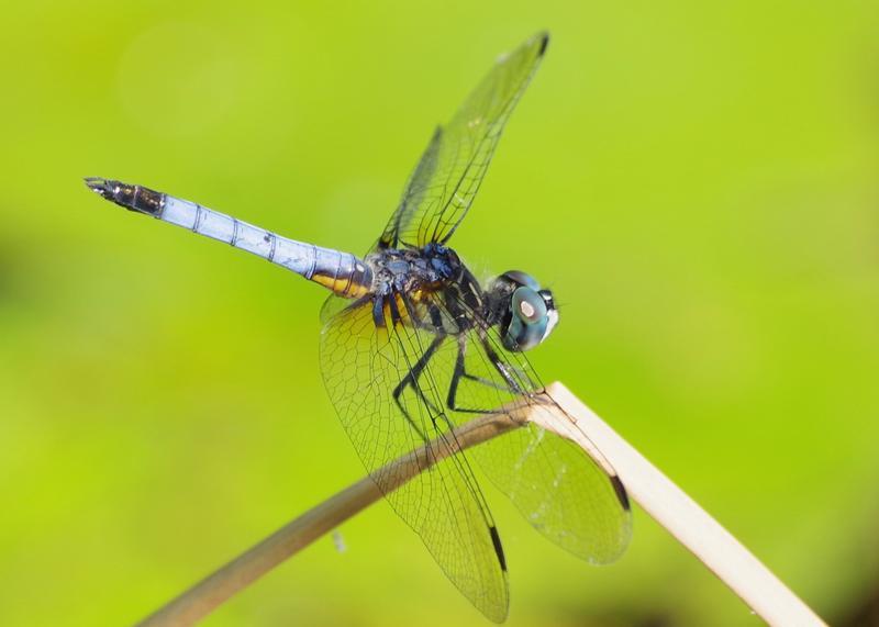 Photo of Blue Dasher