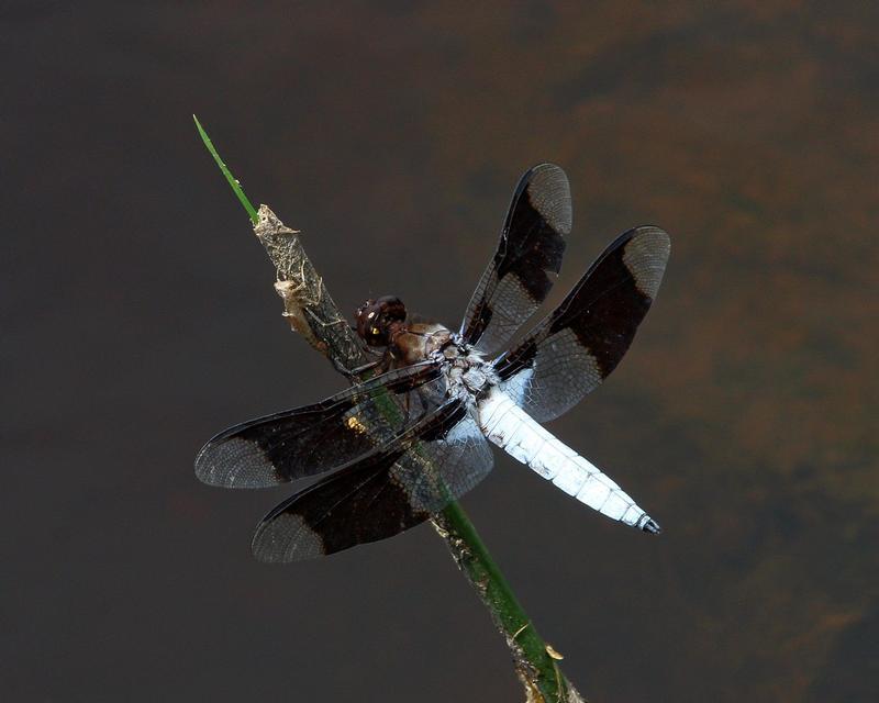 Photo of Common Whitetail