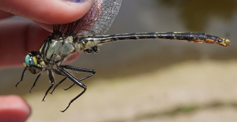 Photo of Lilypad Clubtail