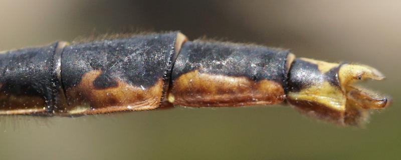 Photo of Lilypad Clubtail