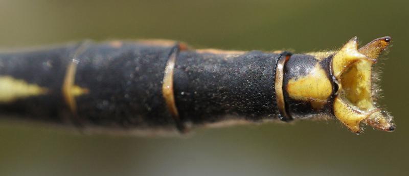 Photo of Lilypad Clubtail