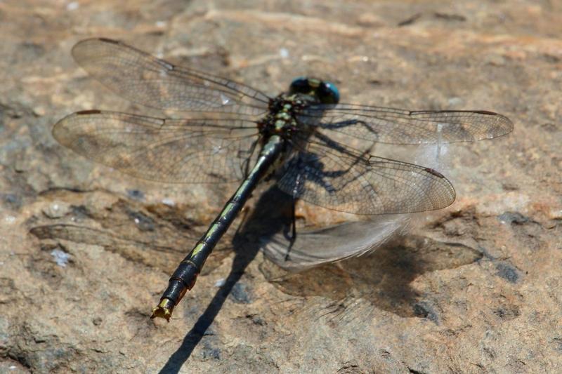 Photo of Lilypad Clubtail