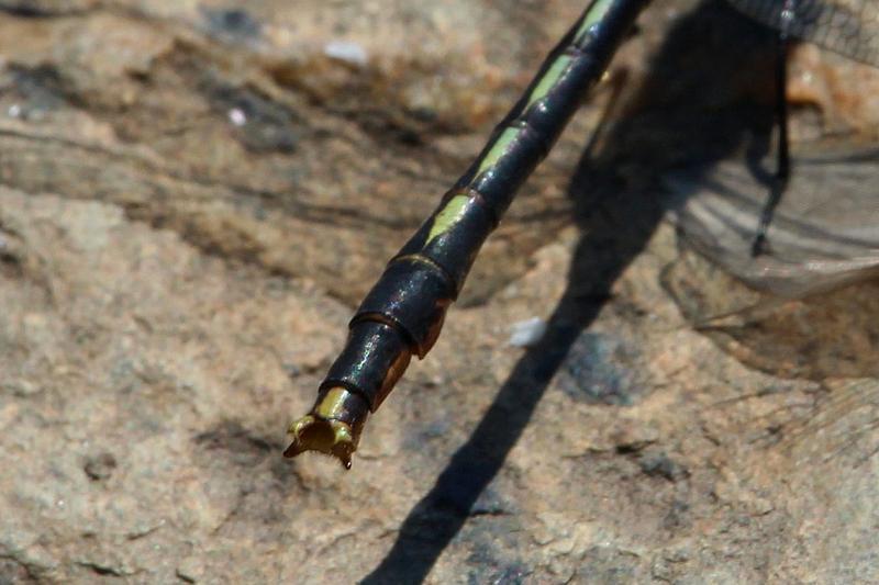 Photo of Lilypad Clubtail