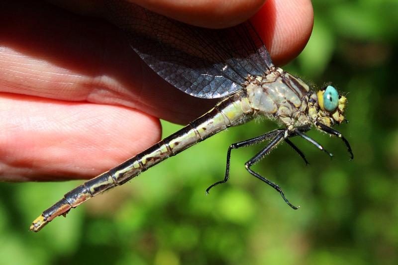 Photo of Lilypad Clubtail