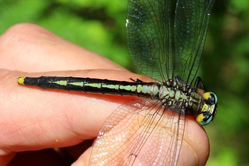 Photo of Lilypad Clubtail