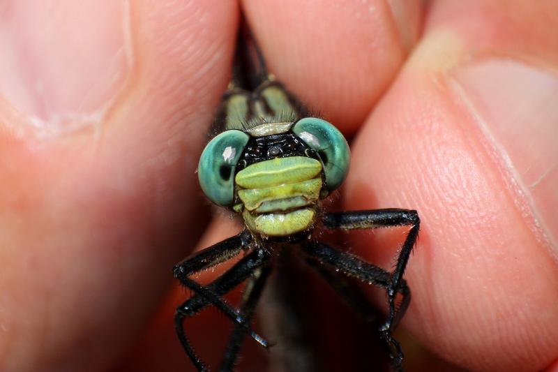 Photo of Lilypad Clubtail