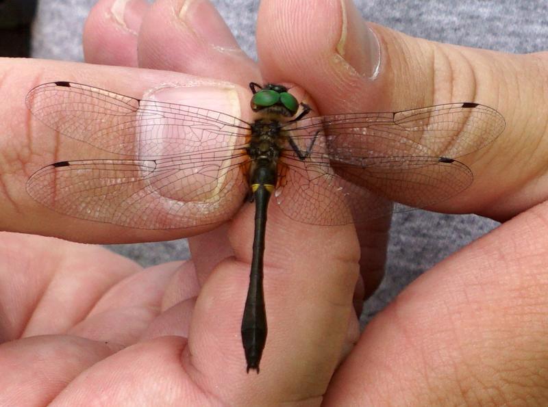 Photo of Racket-tailed Emerald