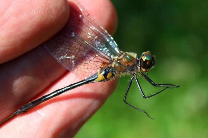 Photo of Racket-tailed Emerald
