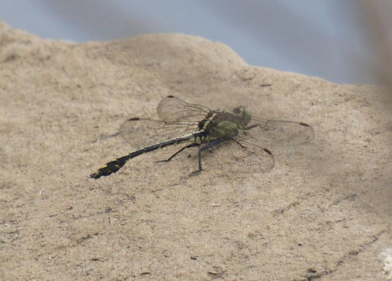 Photo of Black-shouldered Spinyleg