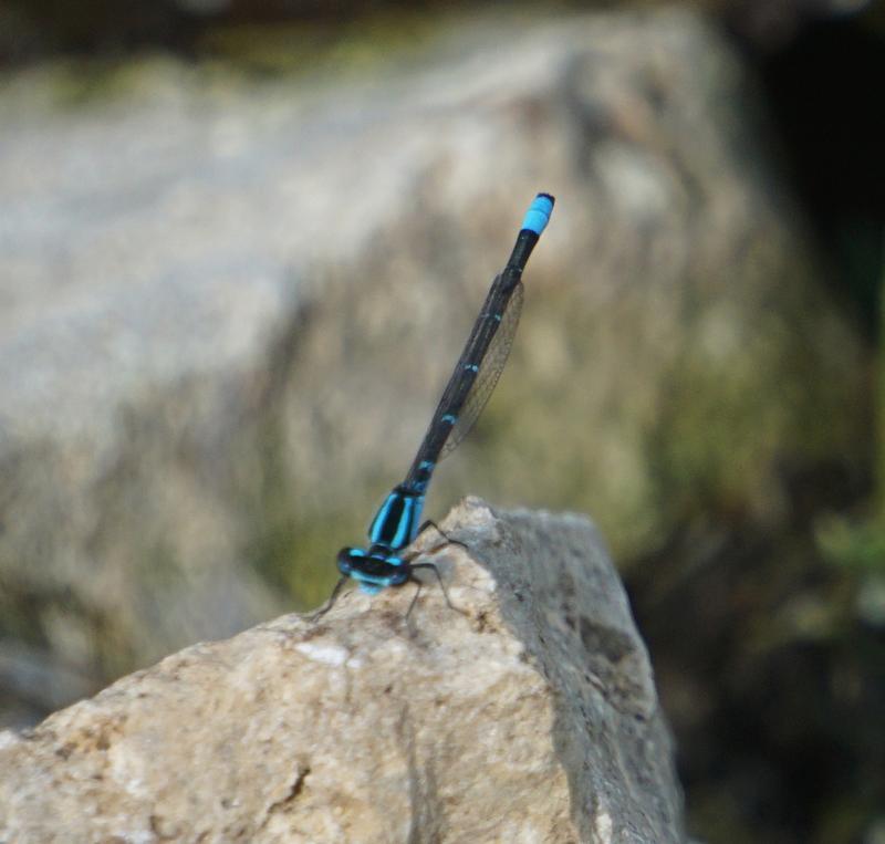 Photo of Skimming Bluet