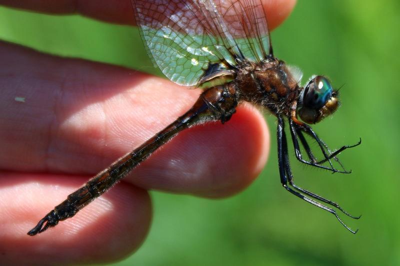 Photo of Spiny Baskettail