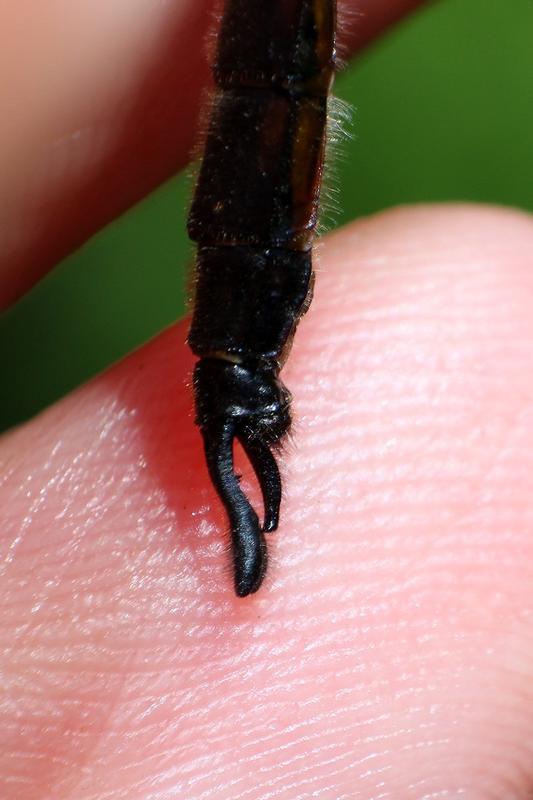 Photo of Spiny Baskettail