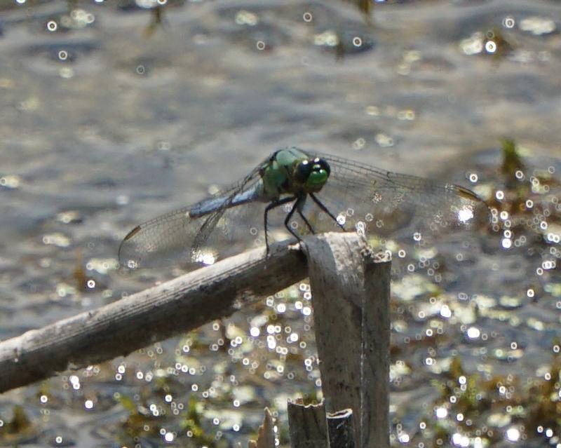 Photo of Eastern Pondhawk