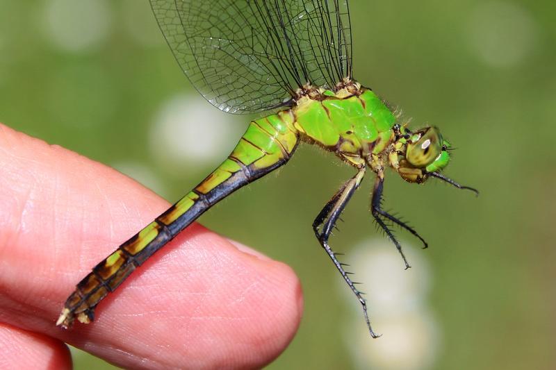 Photo of Eastern Pondhawk