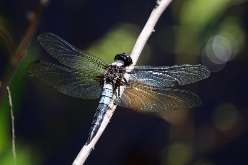 Photo of Chalk-fronted Corporal
