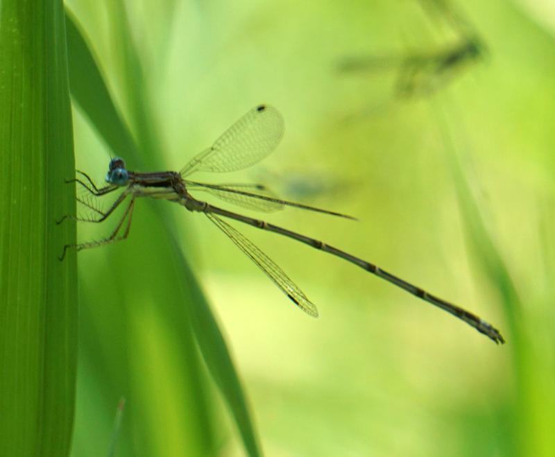 Photo of Slender Spreadwing