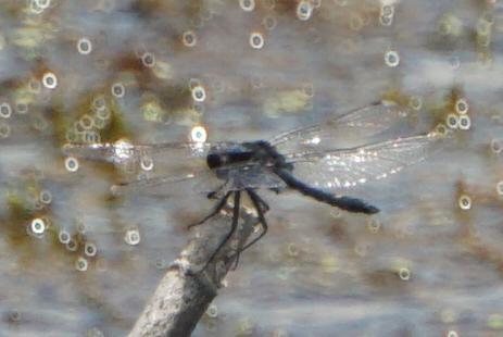 Photo of Dot-tailed Whiteface