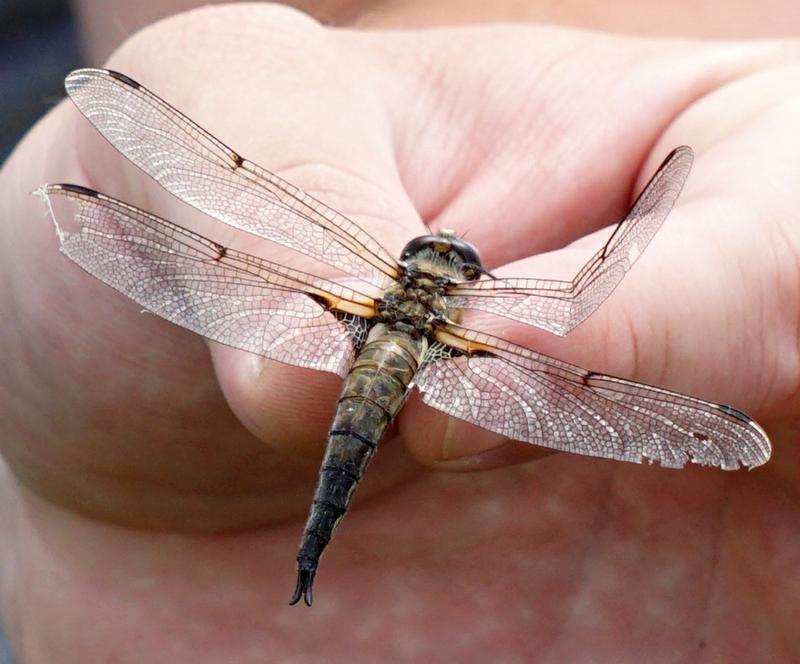 Photo of Four-spotted Skimmer