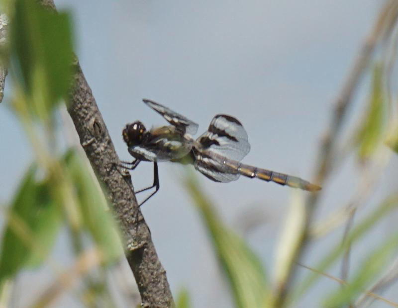 Photo of Twelve-spotted Skimmer