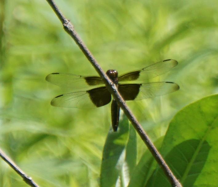 Photo of Widow Skimmer