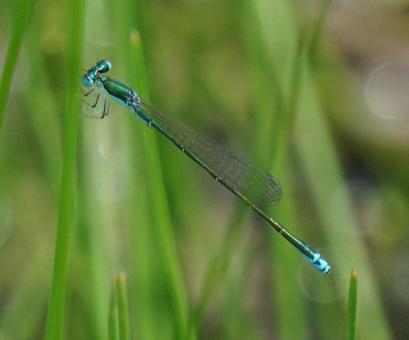 Photo of Sedge Sprite