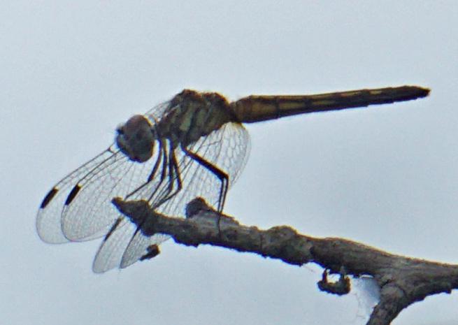 Photo of Blue Dasher