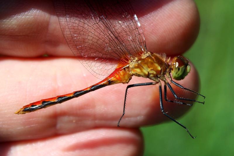 Photo of White-faced Meadowhawk