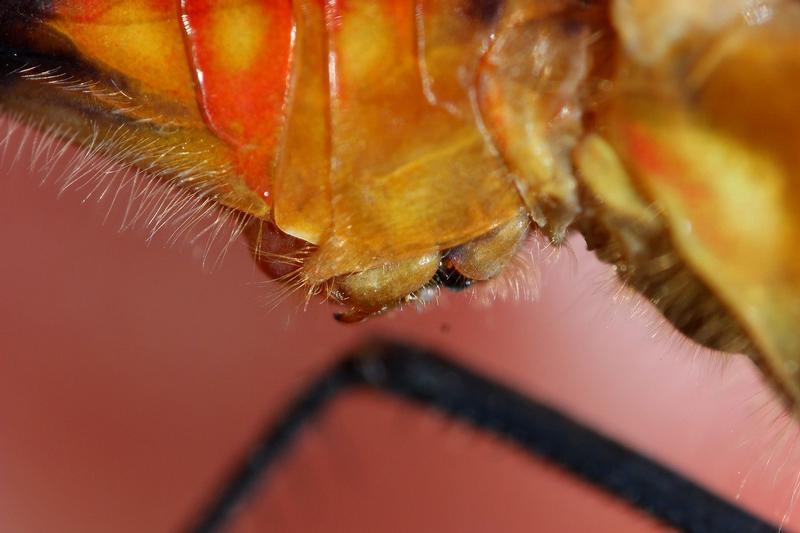Photo of White-faced Meadowhawk