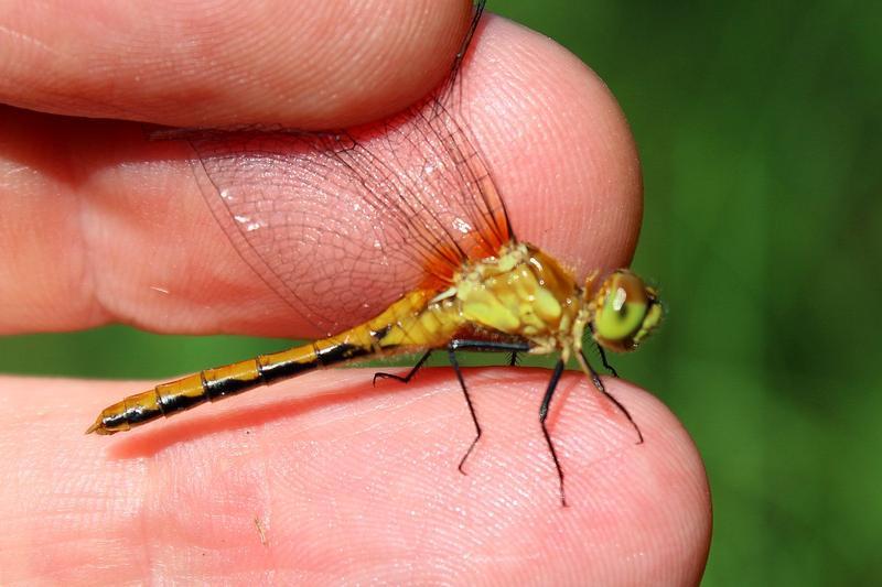 Photo of White-faced Meadowhawk