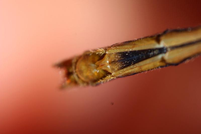 Photo of White-faced Meadowhawk