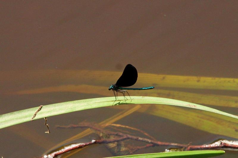 Photo of Ebony Jewelwing
