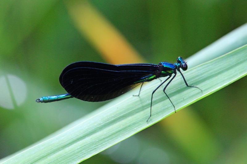 Photo of Ebony Jewelwing