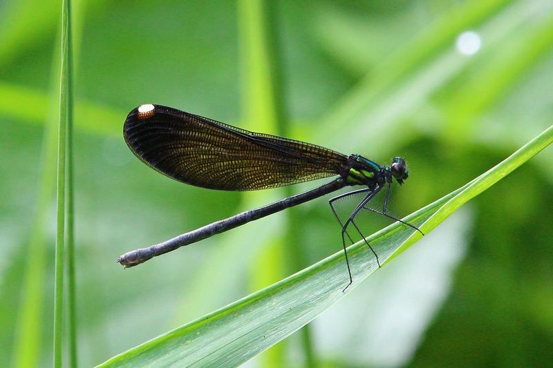 Photo of River Jewelwing