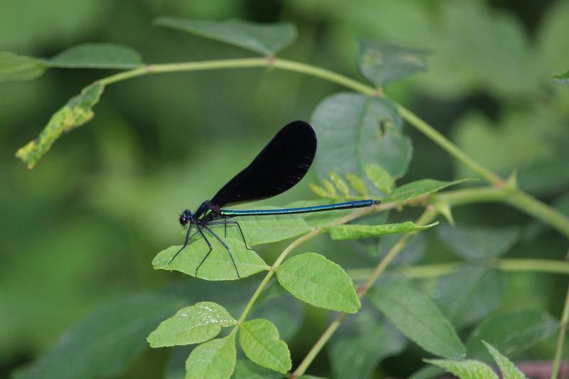 Photo of Ebony Jewelwing